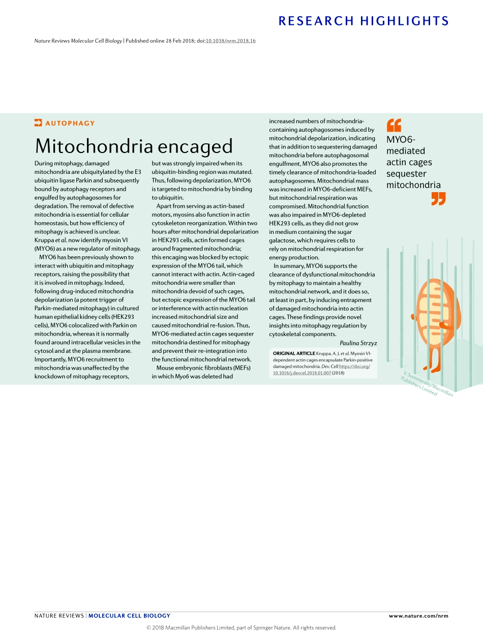 2018-Nature-自噬：线粒体包裹.pdf_第1页