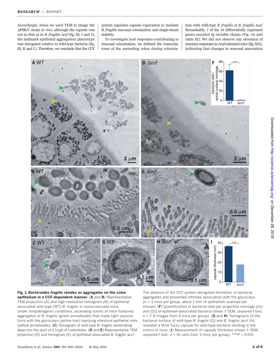 2018-肠道微生物群利用免疫球蛋白A进行粘膜定植.pdf_第2页