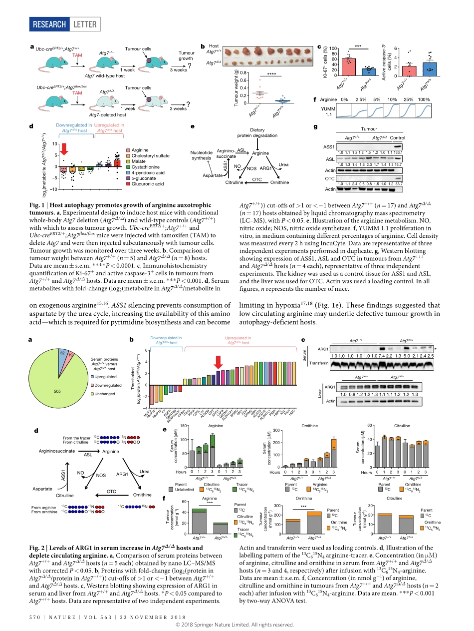 2018-Poillet-Perez-自噬通过循环精氨酸维持肿瘤生长.pdf_第2页