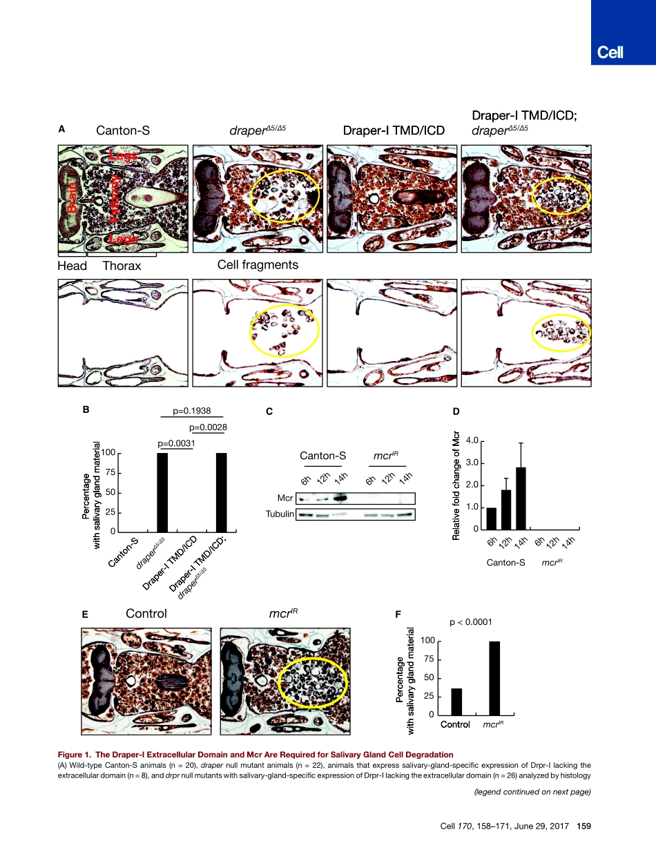 2017-Lin-补体相关调节邻近细胞中的自噬.pdf_第3页