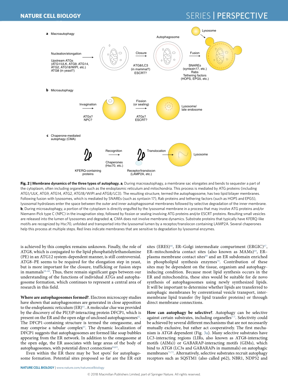 A brief history of autophagy from cell biology to physiology and disease.pdf_第3页