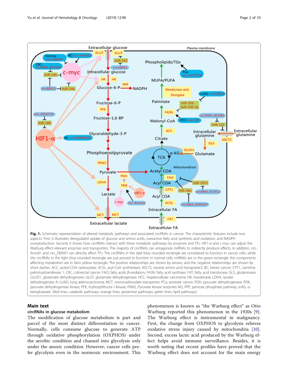 CircRNAs in cancer metabolism a review .pdf_第2页