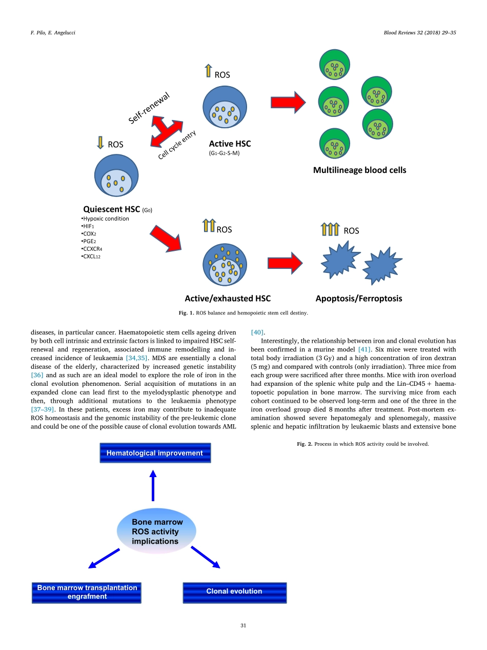 A storm in the niche- Iron, oxidative stress and haemopoiesis.pdf_第3页