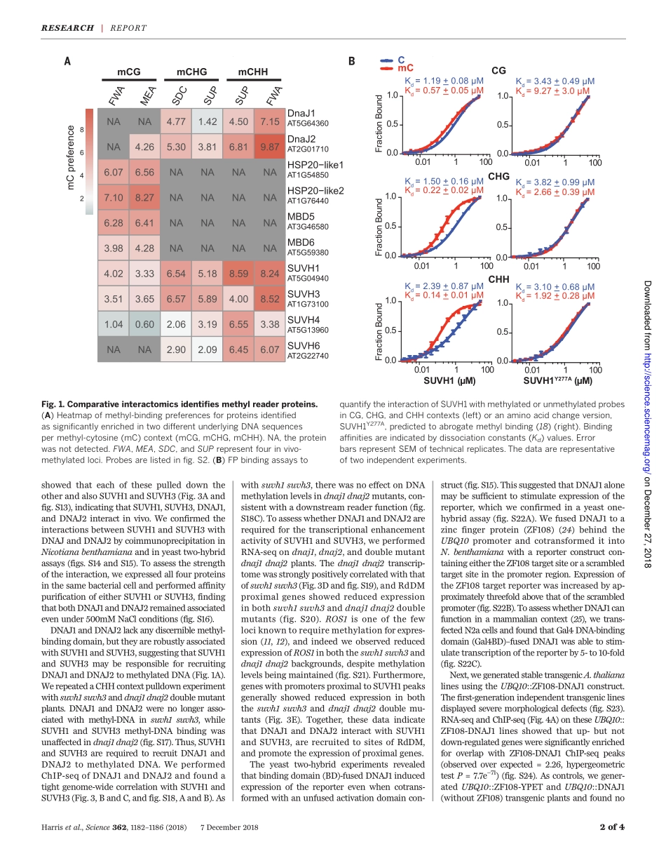 2018-DNA甲基化阅读器复合物可增强基因转录.pdf_第2页