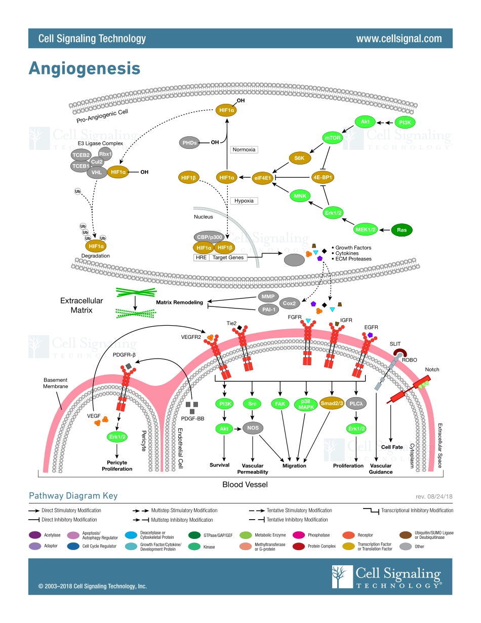Angiogenesis.pdf_第1页