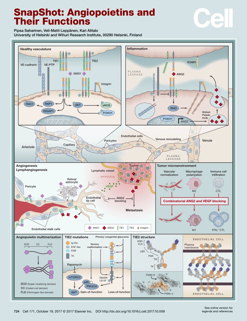 Angiopoietins and Their Functions.pdf_第1页