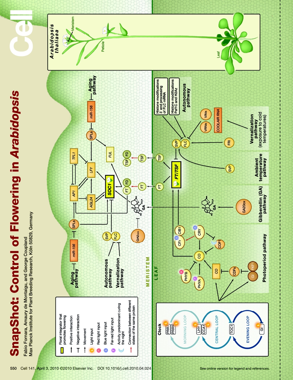 Control of Flowering in Arabidopsis.PDF_第1页