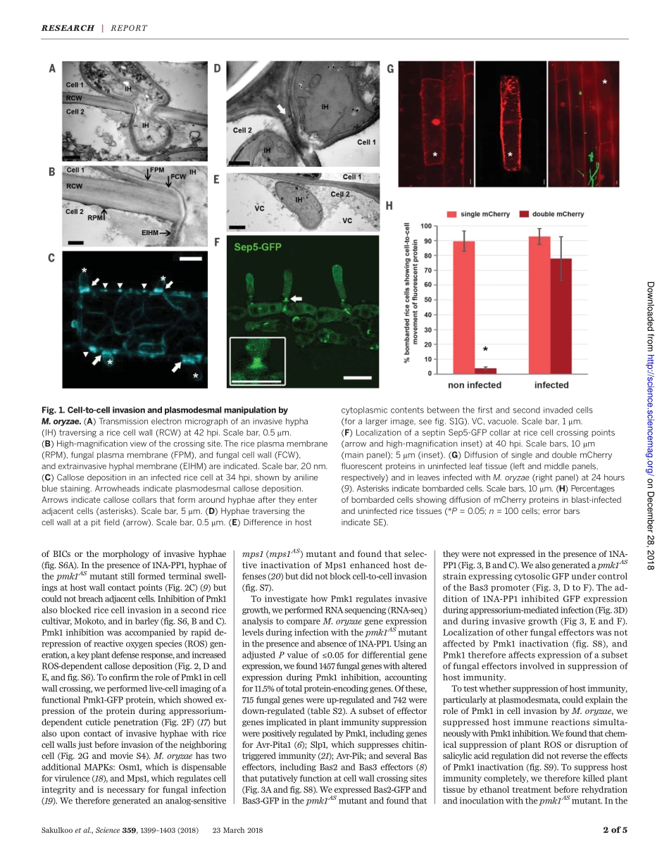 2018-Sakulkoo-A single fungal MAP kinase contr.pdf_第2页