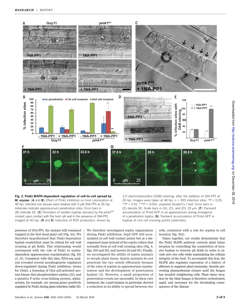 2018-Sakulkoo-A single fungal MAP kinase contr.pdf_第3页