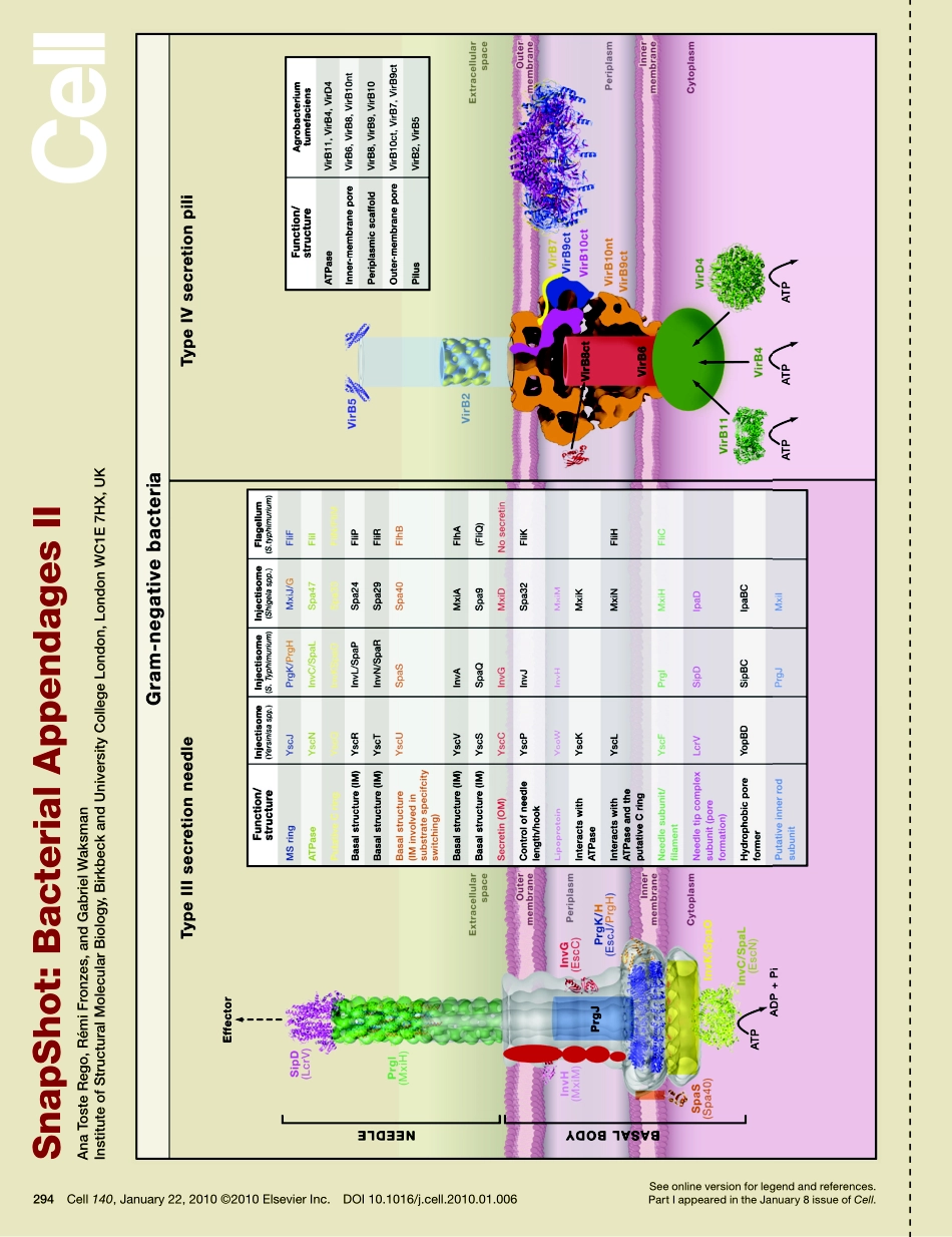 Bacterial Appendages II.PDF_第1页