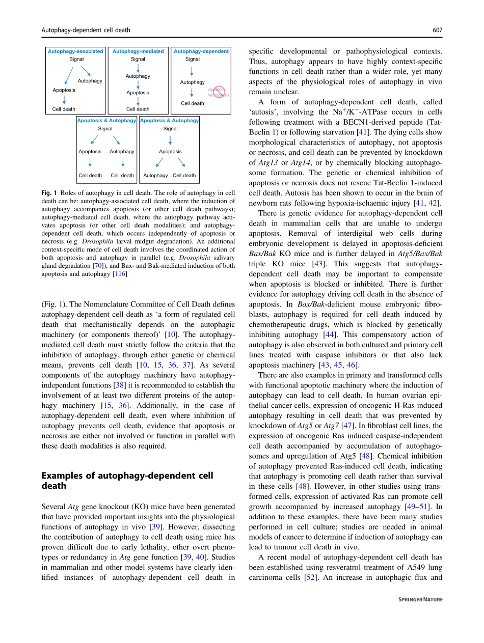Autophagy-dependent cell death.pdf_第3页