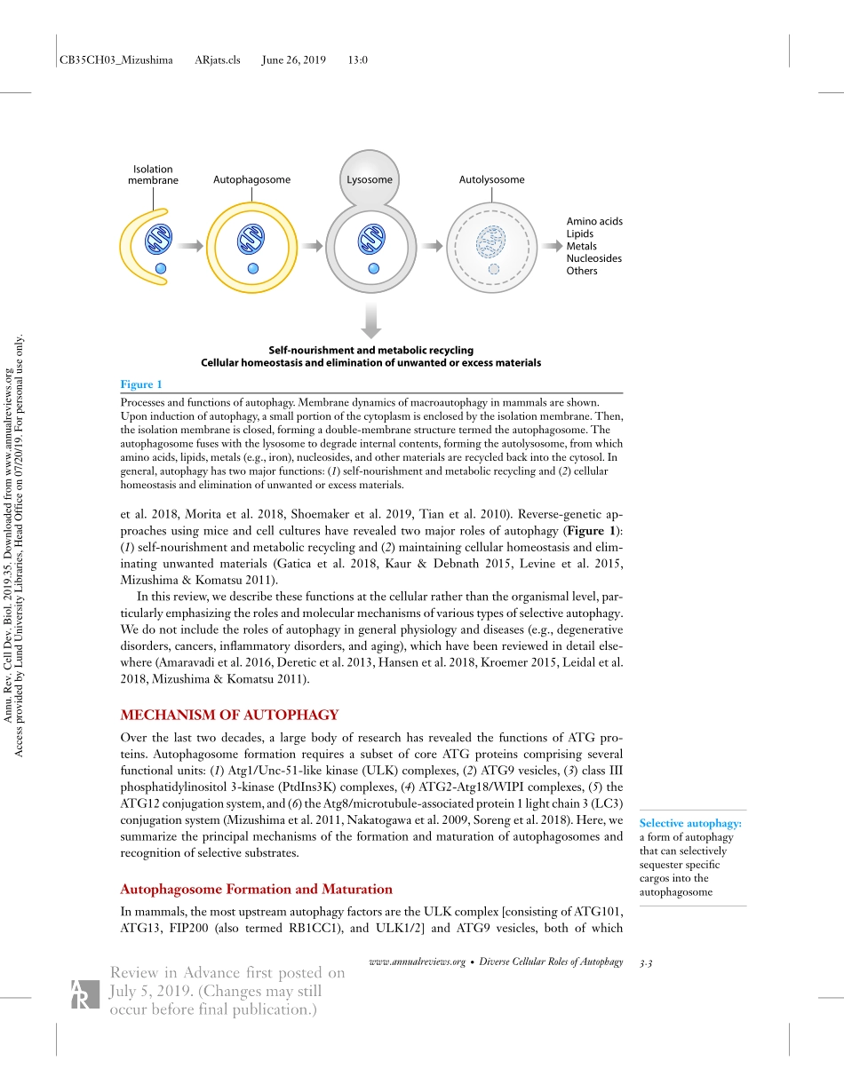Diverse Cellular Roles of Autophagy.pdf_第3页