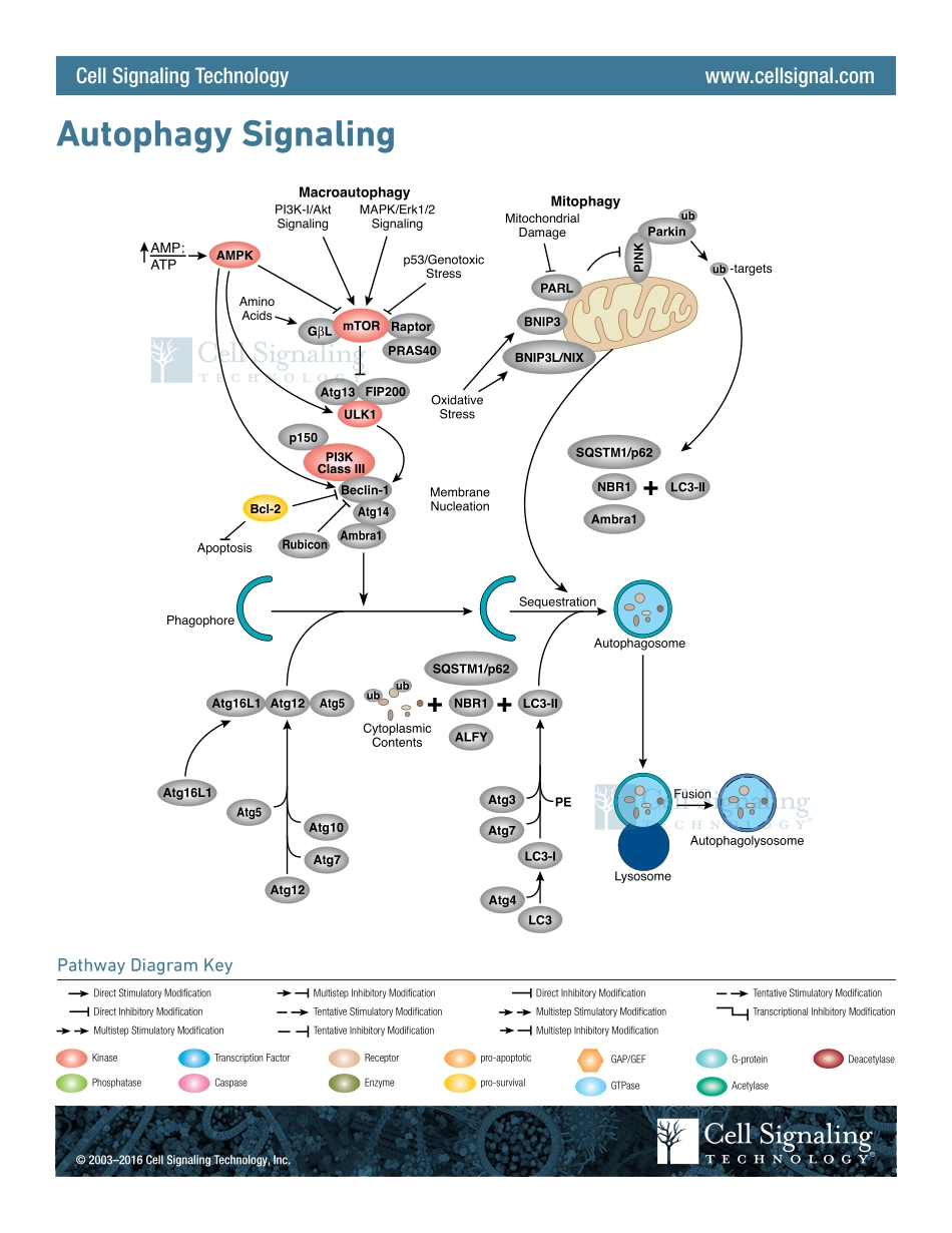 Autophagy Signaling Interactive Pathway.pdf_第1页