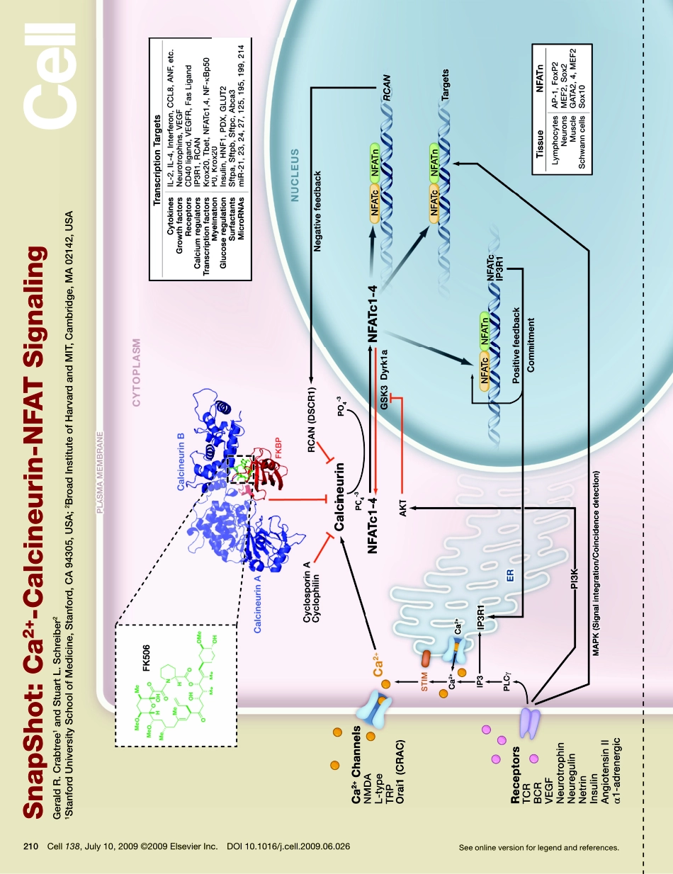 Ca2+-Calcineurin-NFAT Signaling.PDF_第1页