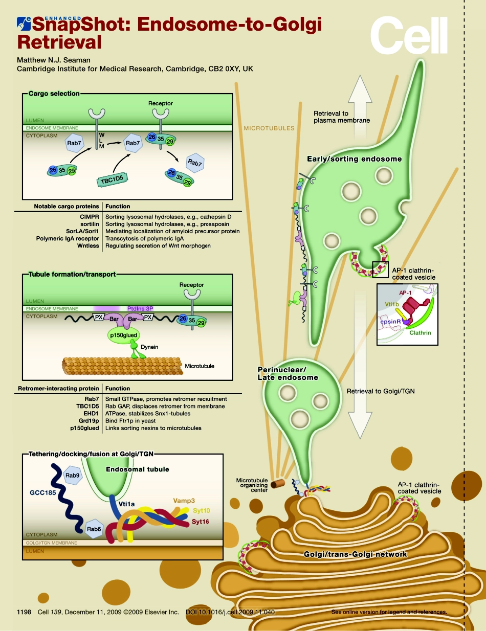 Endosome-to-Golgi Retrieval.PDF_第1页