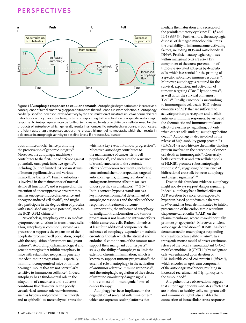Activating autophagy to potentiate immunogenic chemotherapy and radiation therapy.pdf_第2页