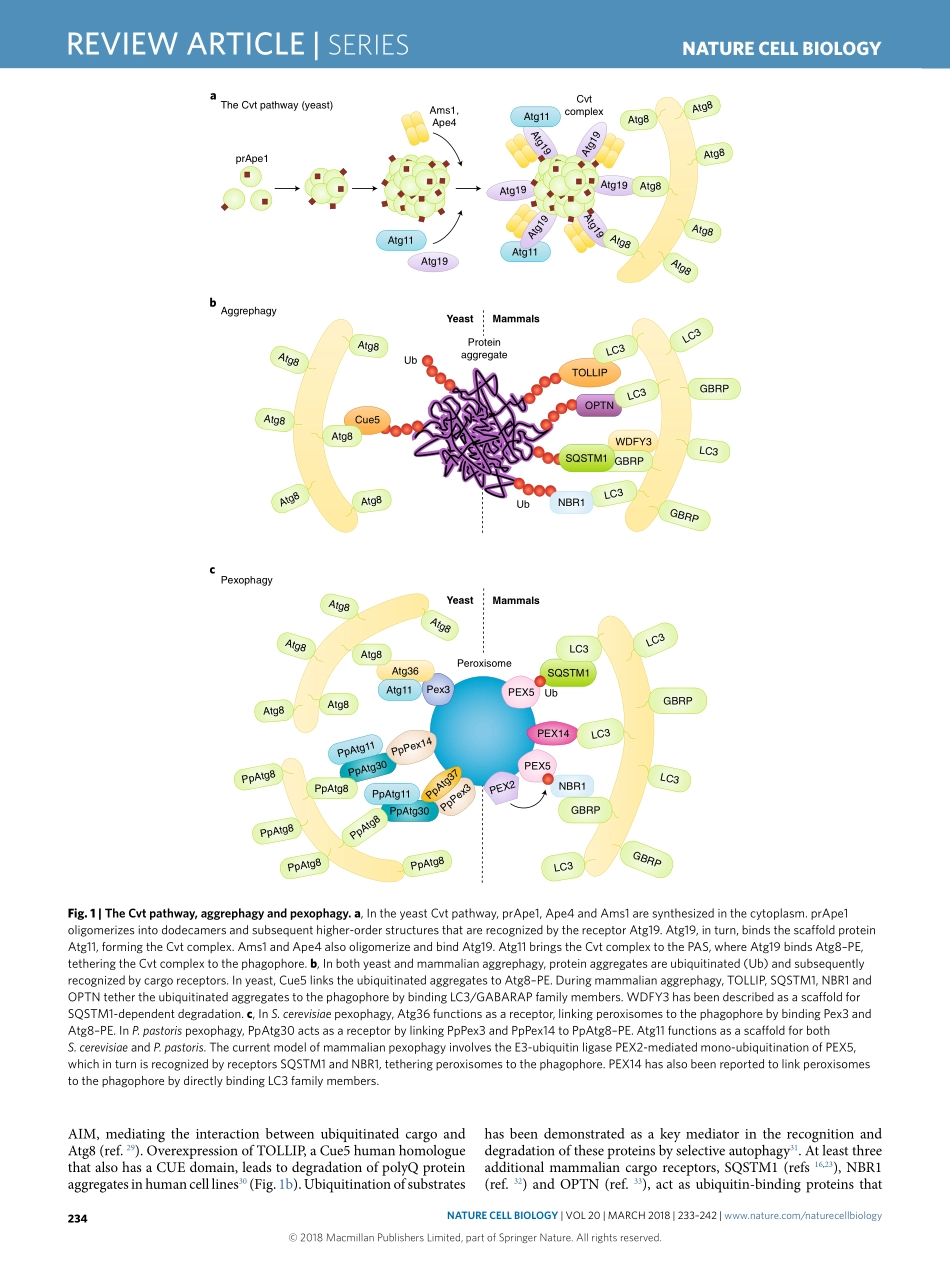 Cargo recognition and degradation by selective autophagy.pdf_第2页