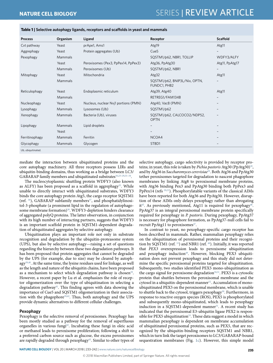 Cargo recognition and degradation by selective autophagy.pdf_第3页