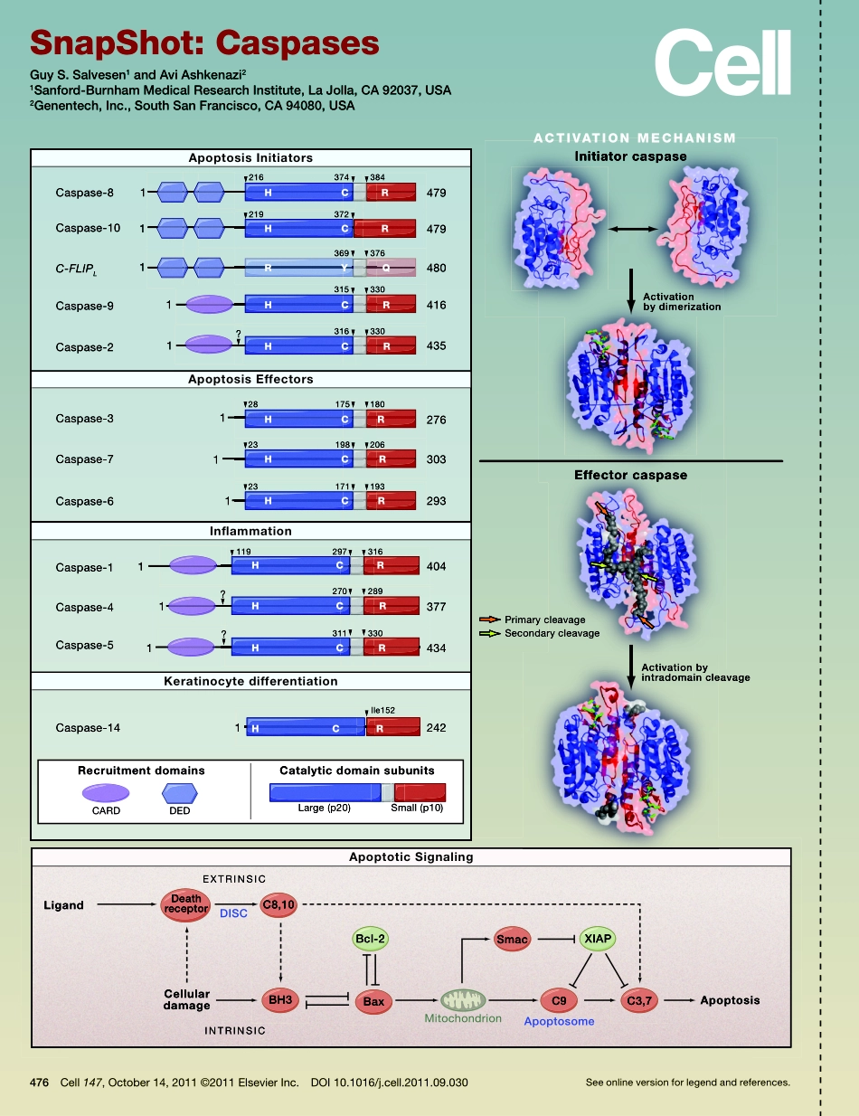 Caspases.pdf_第1页