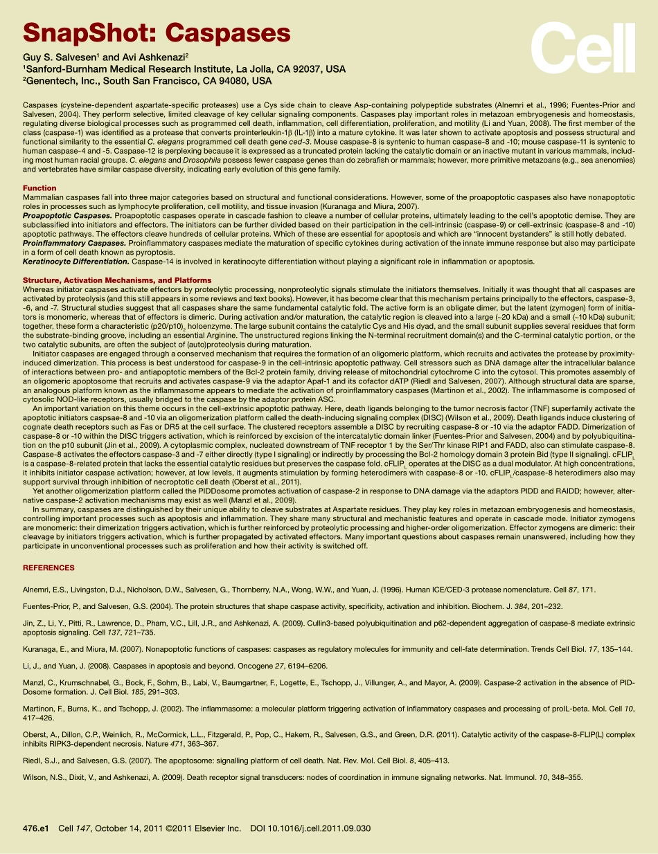 Caspases.pdf_第2页