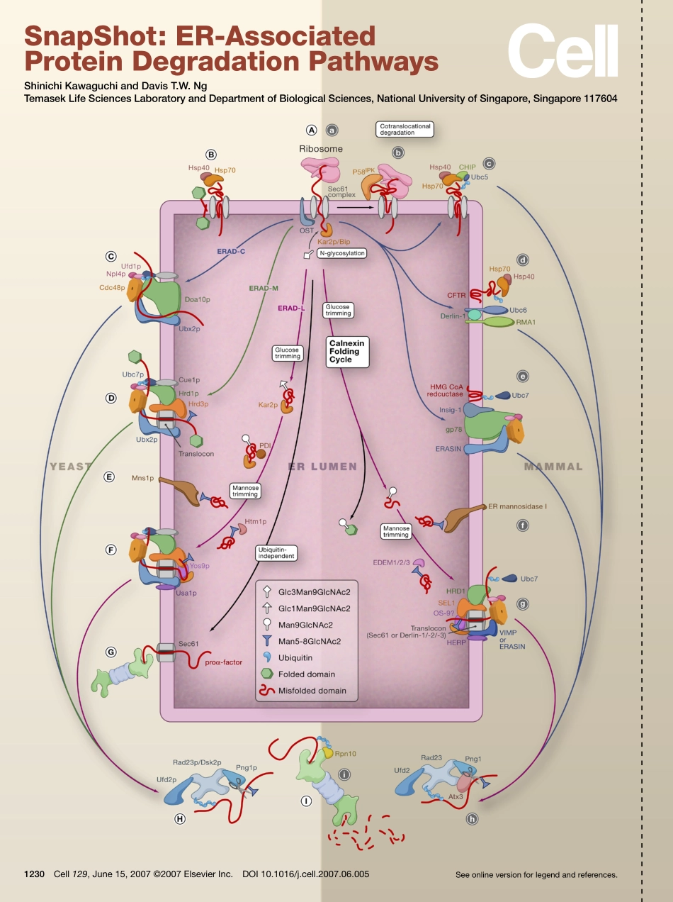 ER-Associated Protein Degradation Pathways.PDF_第1页
