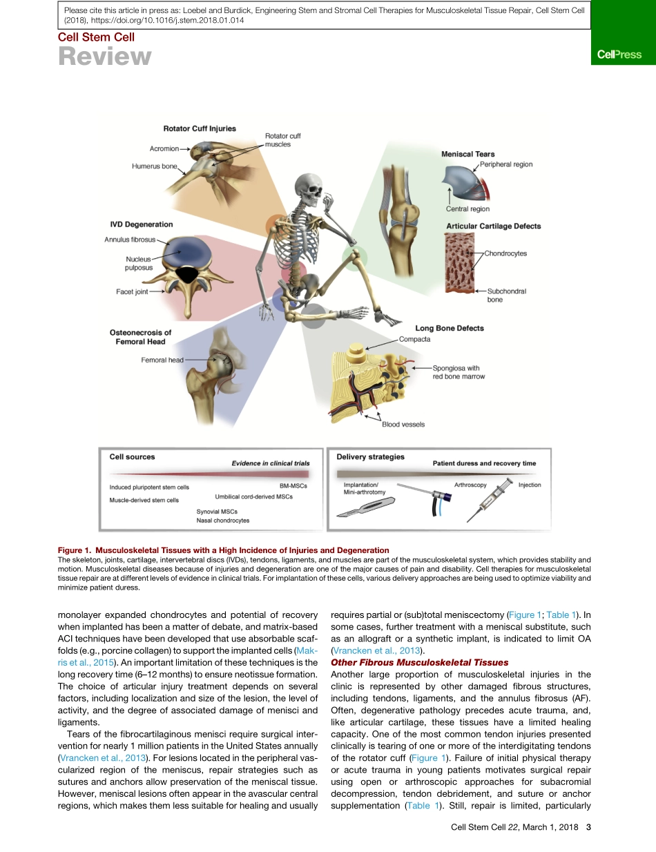 Engineering Stem and Stromal Cell Therapies fo.pdf_第3页