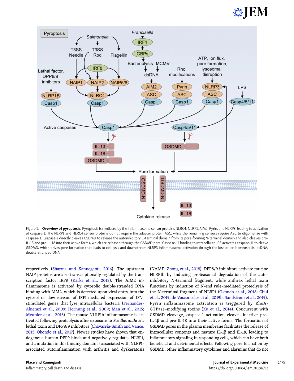 Cell death–mediated cytokine release and its t.pdf_第2页