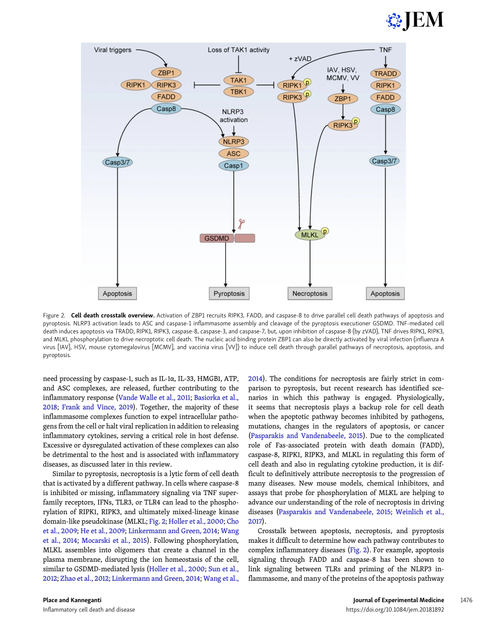 Cell death–mediated cytokine release and its t.pdf_第3页