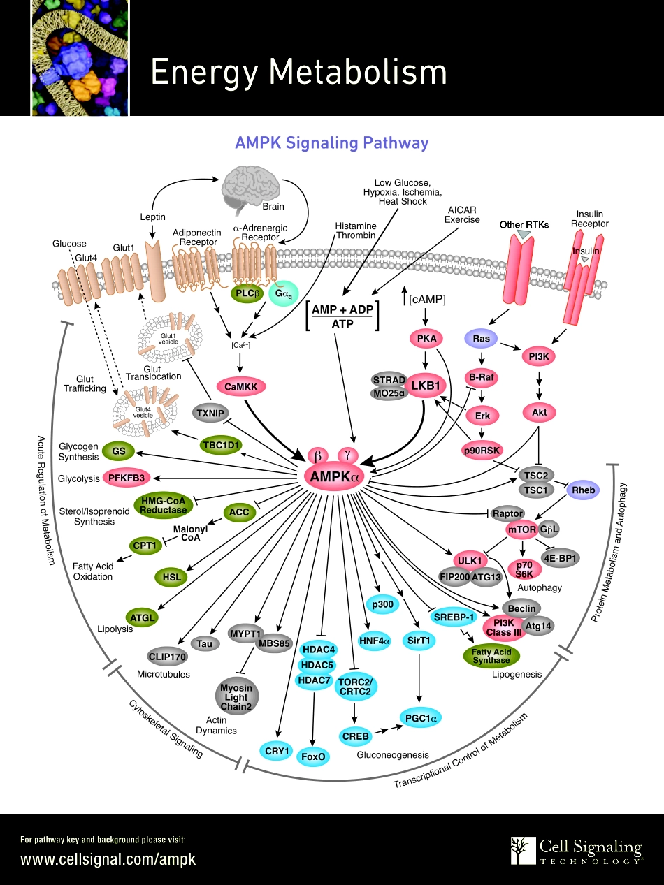 AMPK Signaling Interactive Pathway.pdf_第1页
