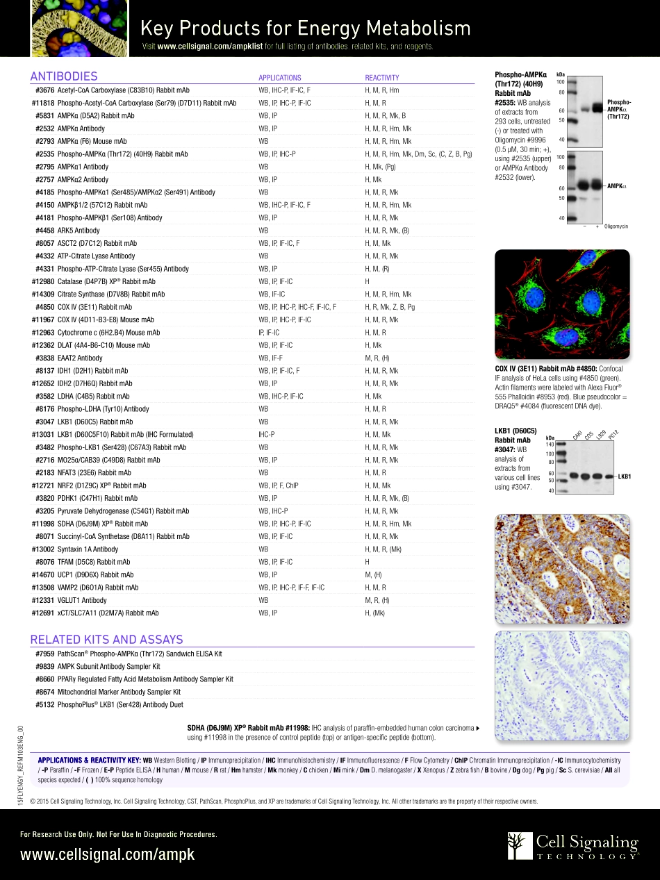 AMPK Signaling Interactive Pathway.pdf_第2页