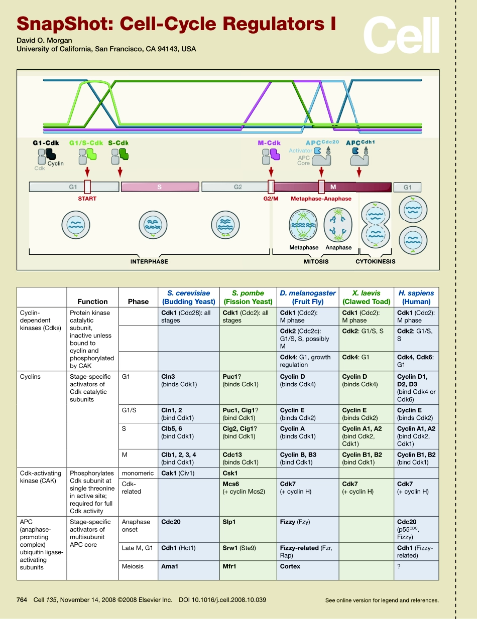Cell-Cycle Regulators I.PDF_第1页