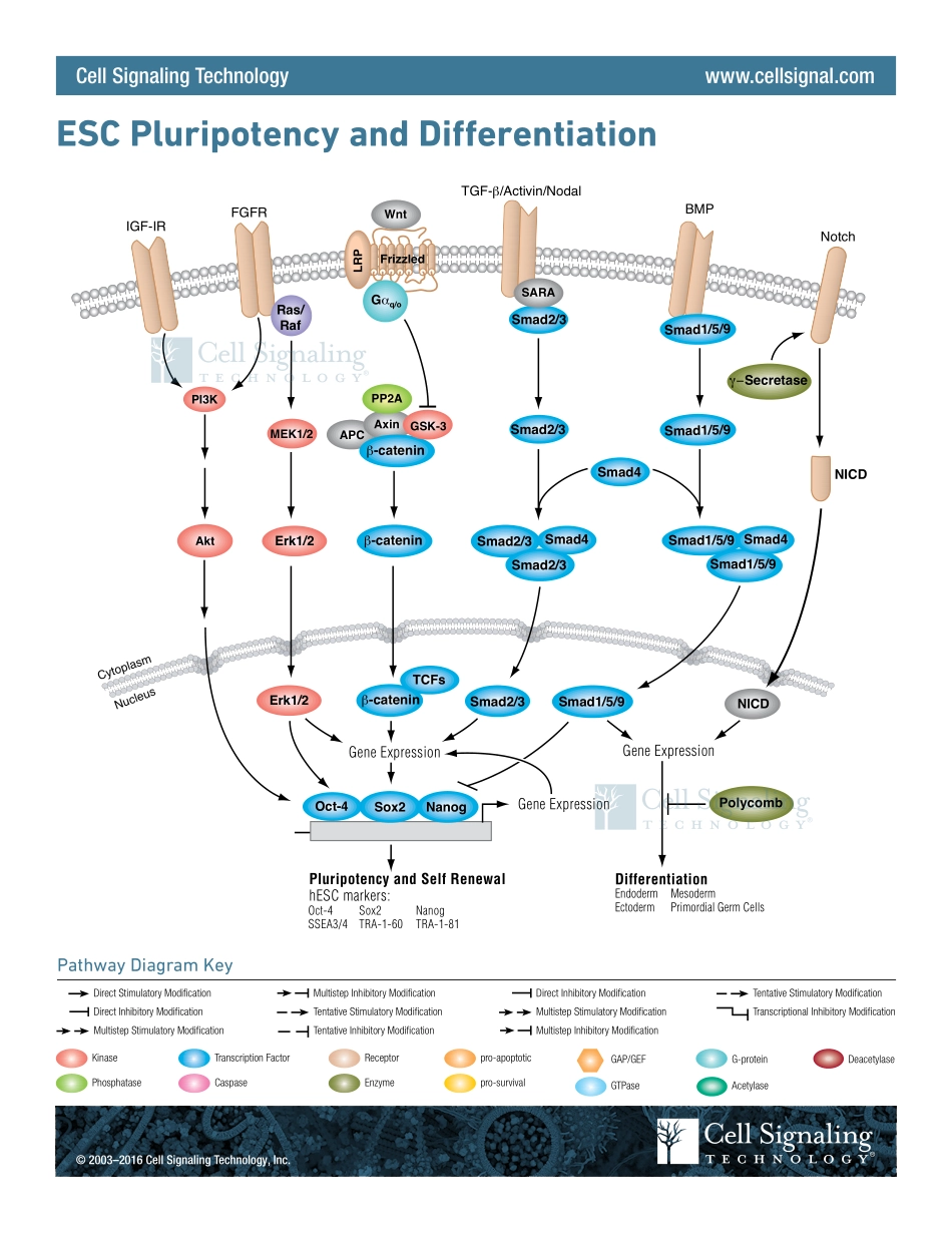 ESC Pluripotency and Differentiation Signaling Interactive Pathway.pdf_第1页