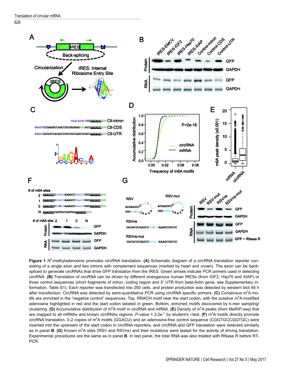 Cell Res. 2017 N6-甲基腺苷驱动circRNA广泛翻译.pdf_第3页