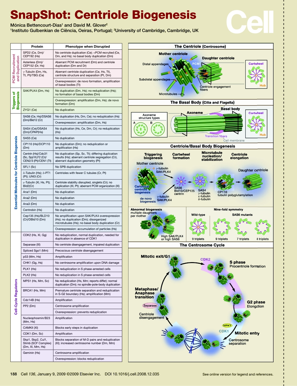 Centriole Biogenesis.PDF_第1页