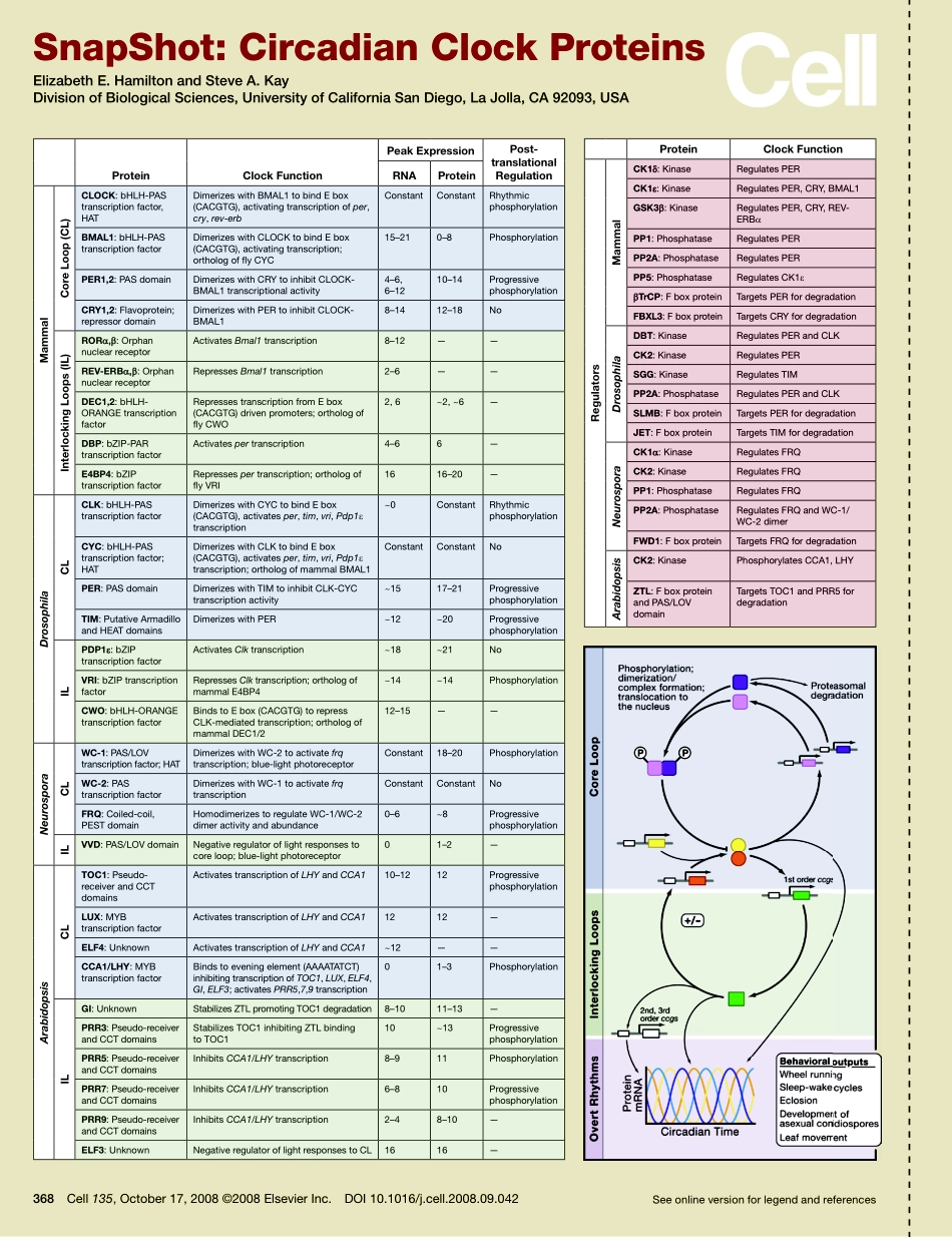 Circadian Clock Proteins.pdf_第1页