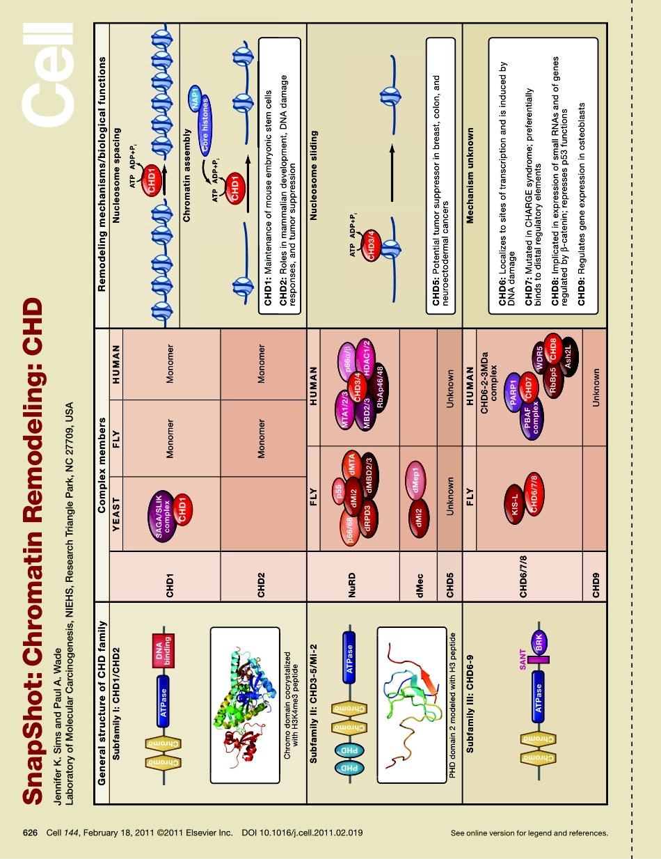 Chromatin Remodeling： CHD.PDF_第1页