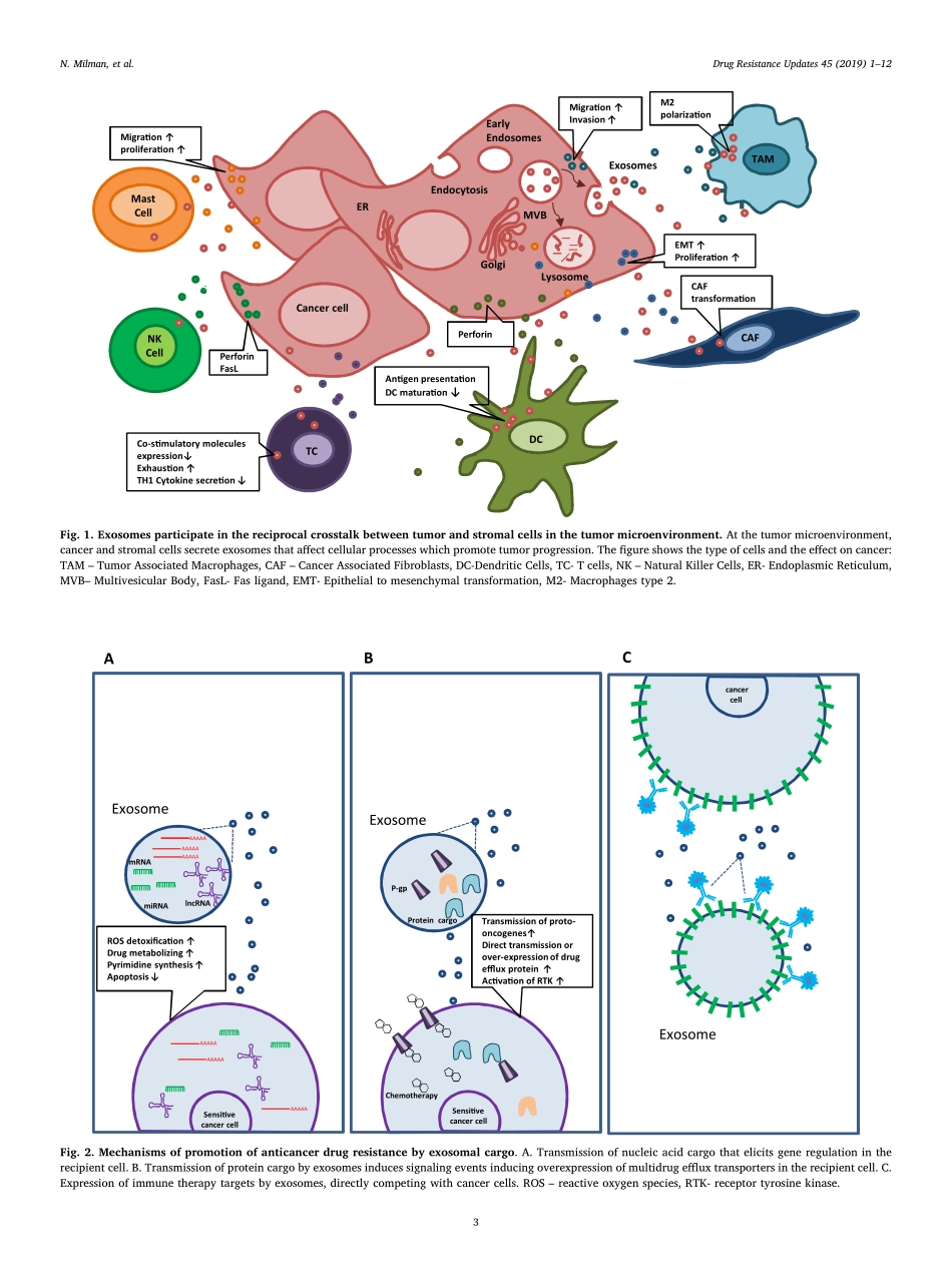 Exosomes and their role in tumorigenesis and a.pdf_第3页