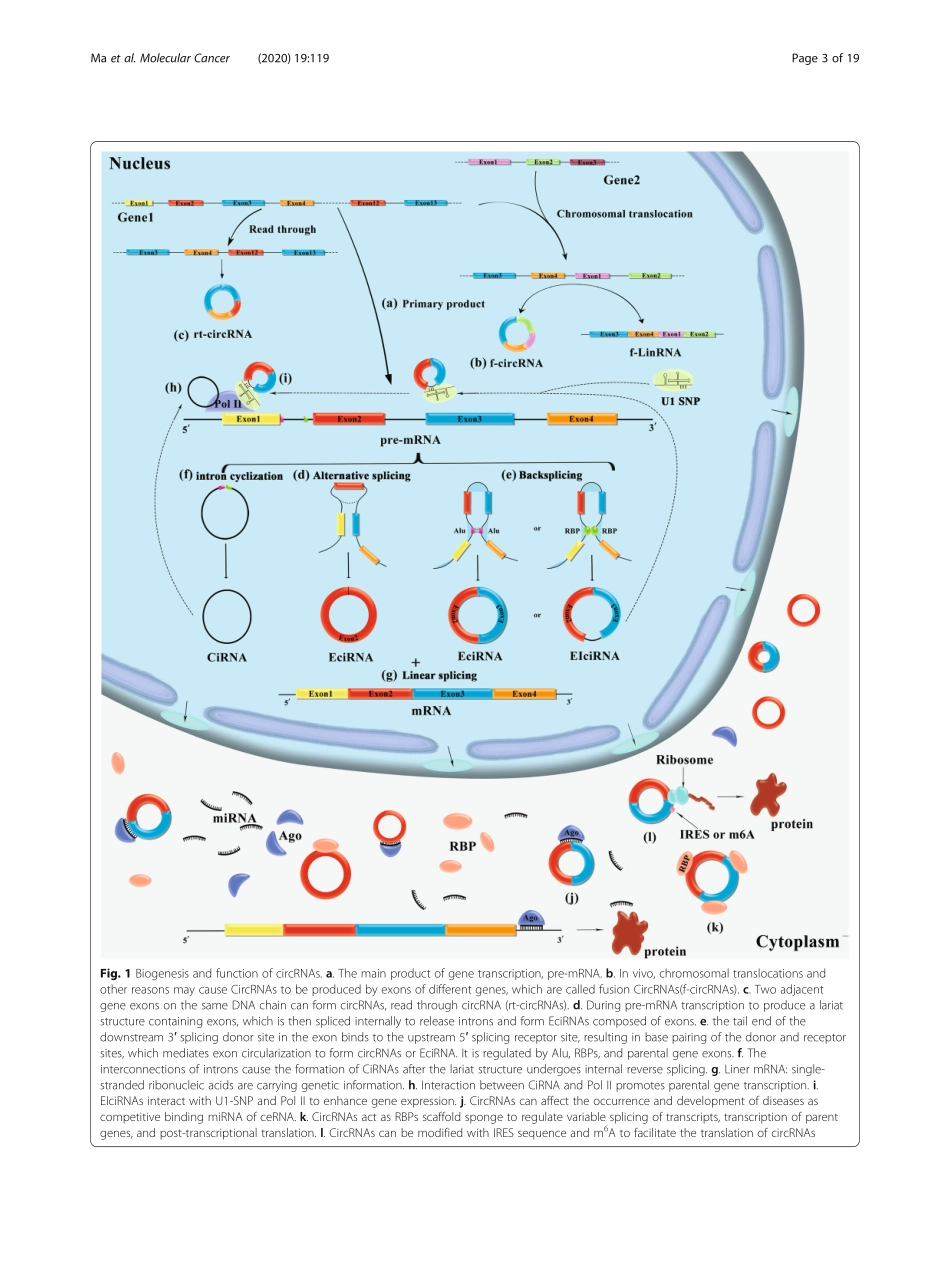 CircRNAs biogenesis, functions, and role in dr.pdf_第3页