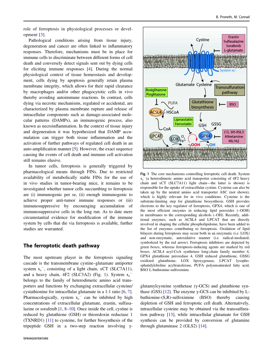 Ferroptosis and necroinﬂammation, a yet poorly.pdf_第2页