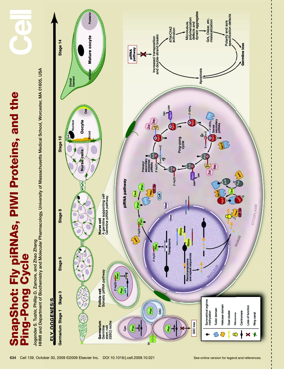 Fly piRNAs, PIWI Proteins, and the Ping-Pong Cycle.PDF_第1页