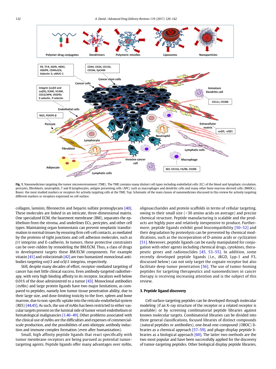 David-2017-Peptide ligand-modified nanomedicin.pdf_第3页