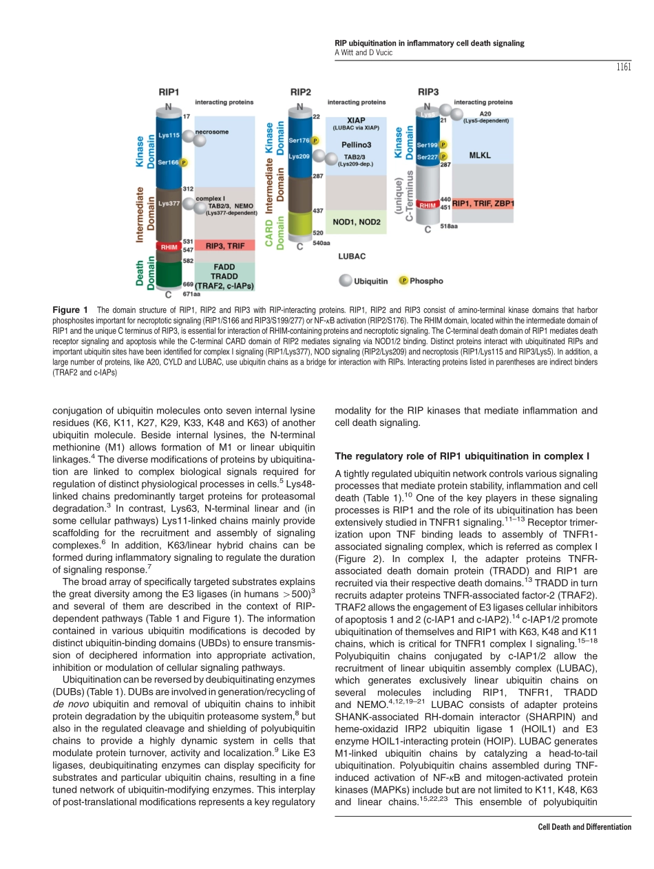 Diverse ubiquitin linkages regulate RIP kinases-mediated inflammatory and cell death signaling.pdf_第2页