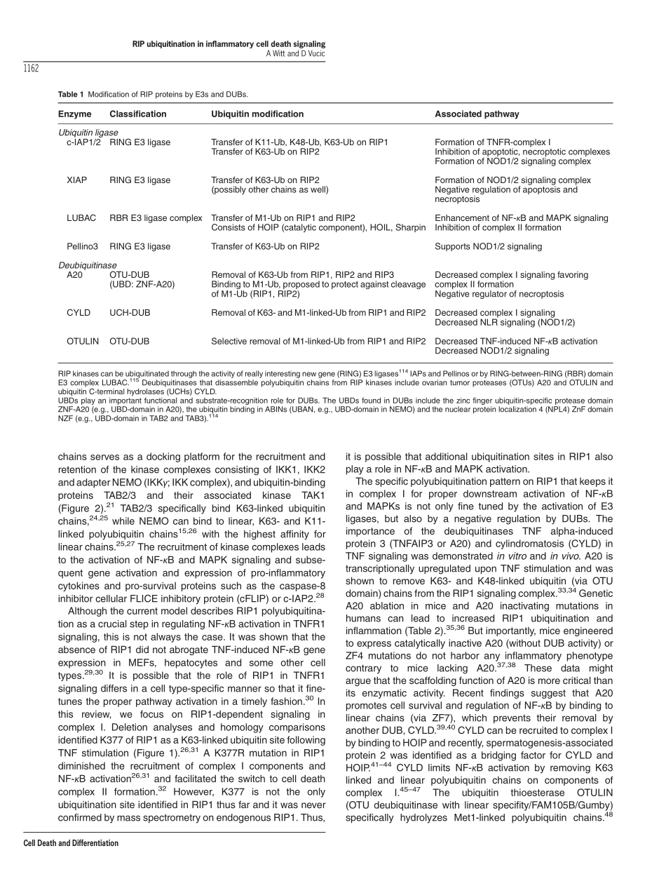 Diverse ubiquitin linkages regulate RIP kinases-mediated inflammatory and cell death signaling.pdf_第3页