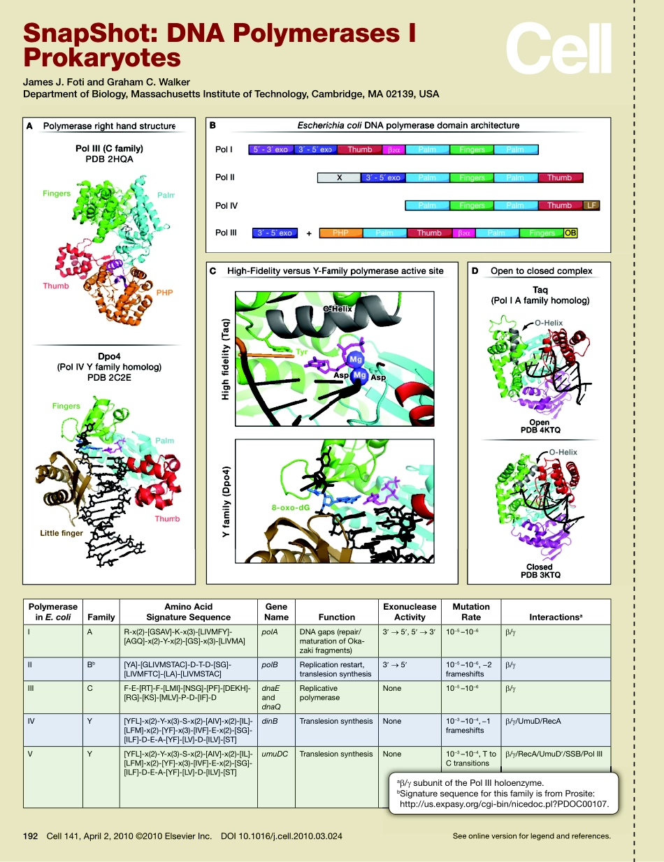 DNA Polymerases I Prokaryotes.PDF_第1页