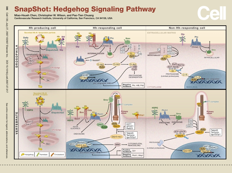 Hedgehog Signaling Pathway.pdf_第1页
