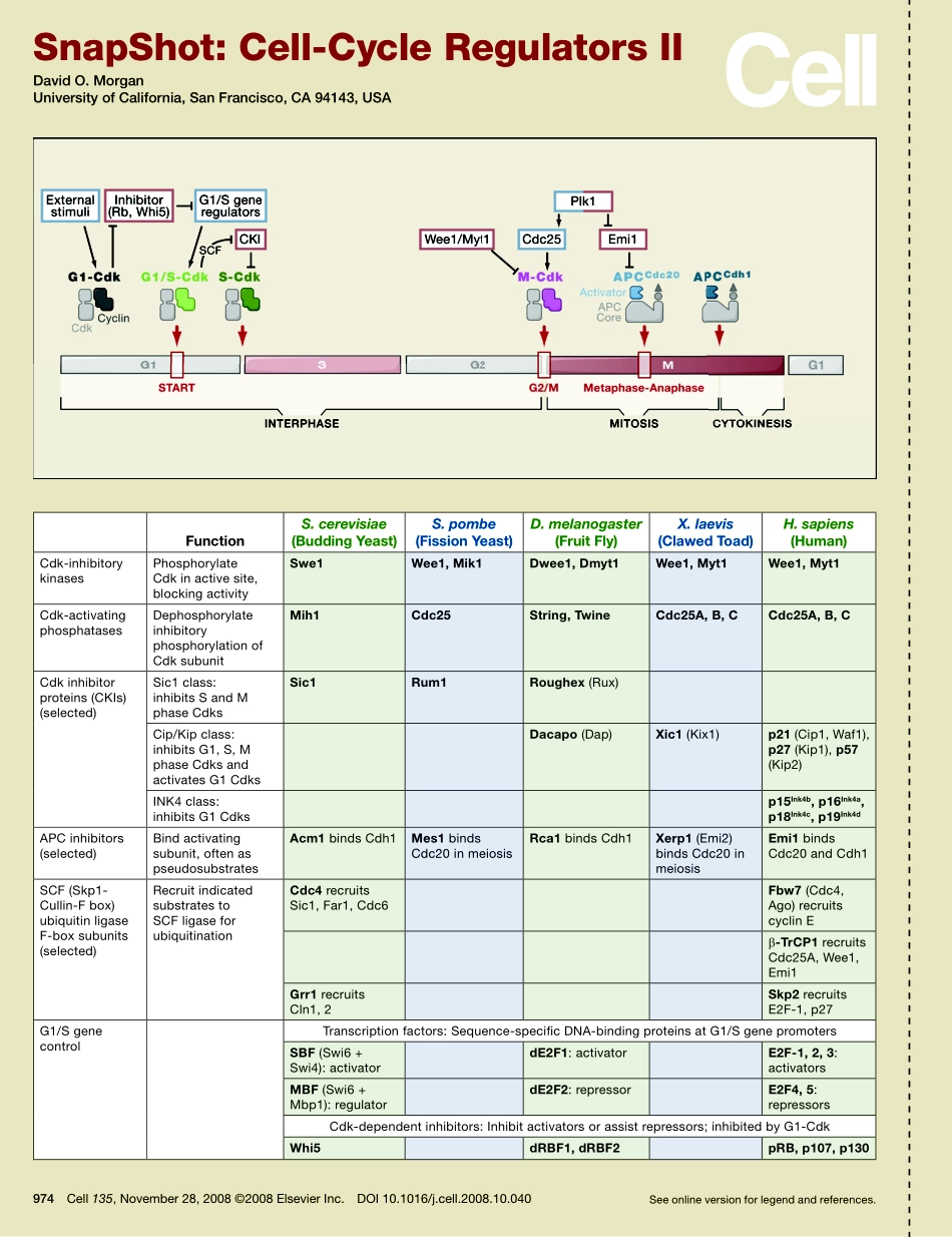 Cell-Cycle Regulators II.PDF_第1页