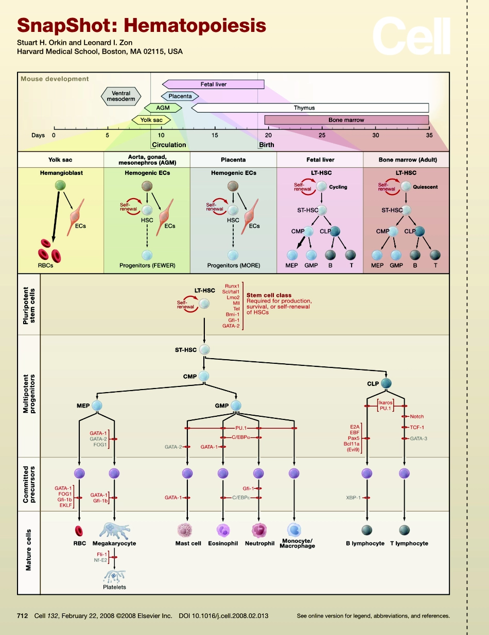 Hematopoiesis.PDF_第1页