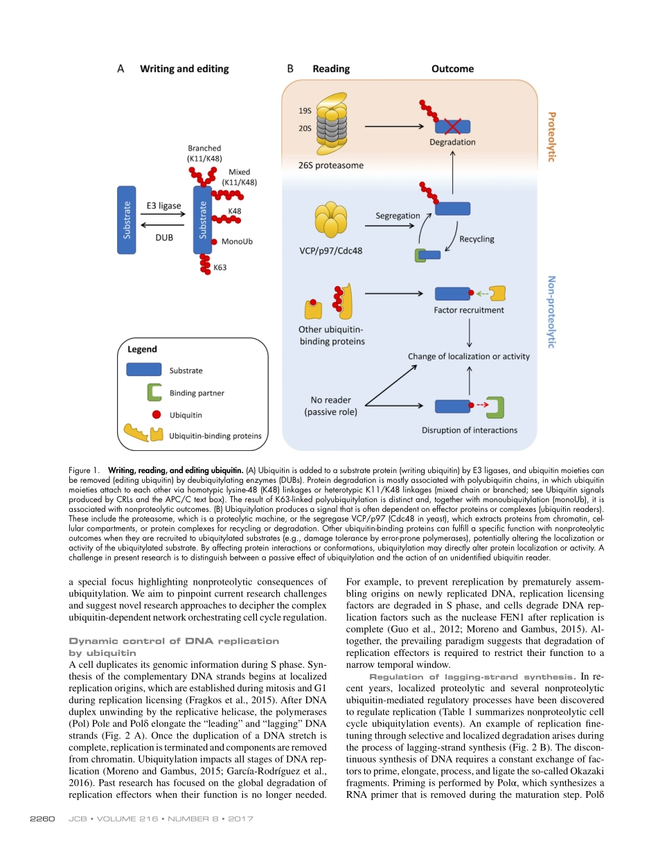 Dynamic ubiquitin signaling in cell cycle regulation.pdf_第2页