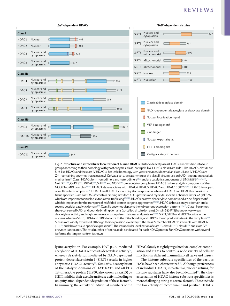 Ellmeier-2018-Histone deacetylase function in.pdf_第3页
