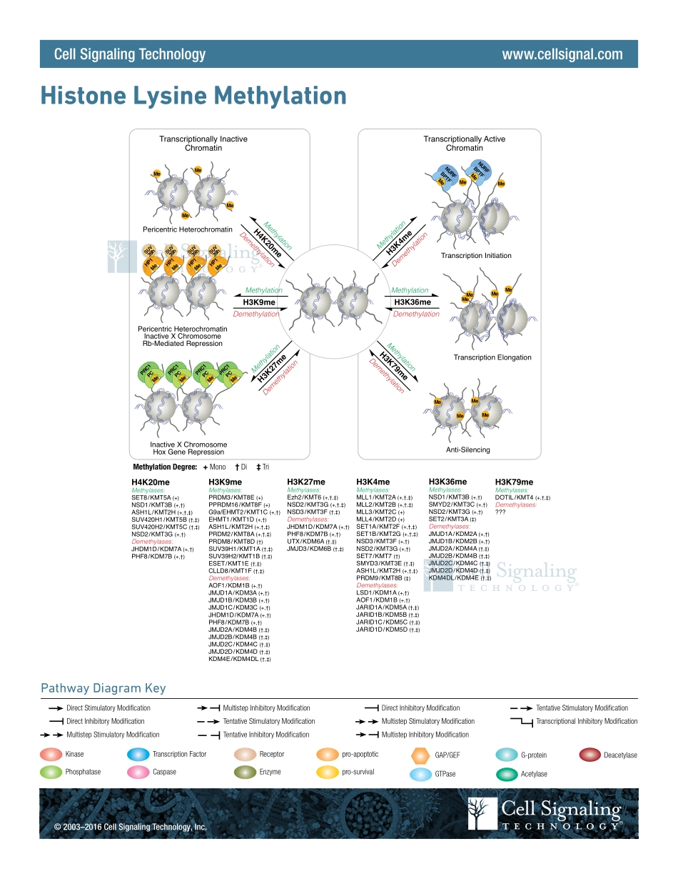 Histone_Methylation.pdf_第1页
